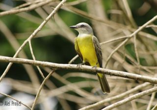 Tyran tropický, Tropical Kingbird (Tyrannus melancholicus), Panama
