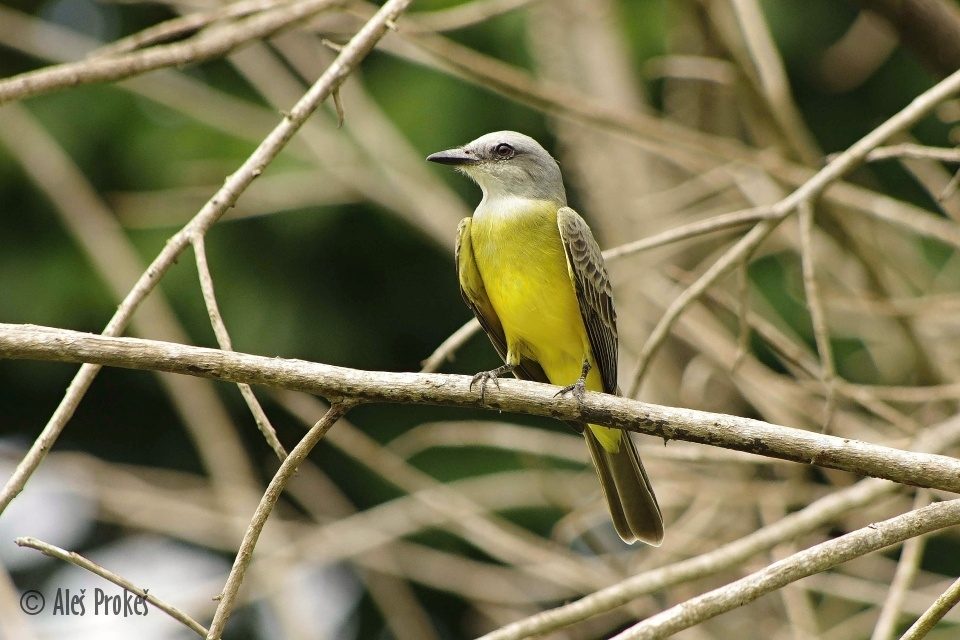 Tyran tropický, Tropical Kingbird (Tyrannus melancholicus), Panama