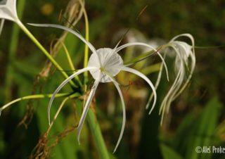 Hymenocallis caribaea
