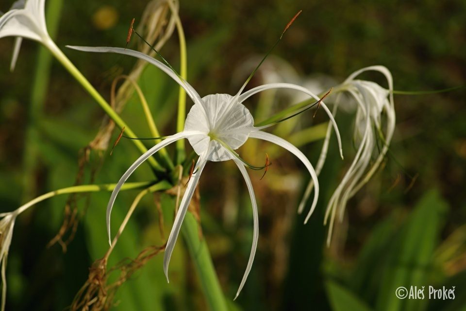 Hymenocallis caribaea