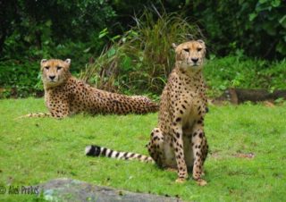 Gepard v ZOO Singapur