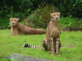 Gepard v ZOO Singapur