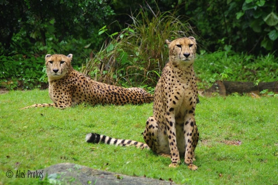 Gepard v ZOO Singapur