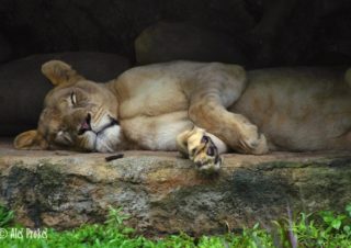 Lvice v ZOO Singapur