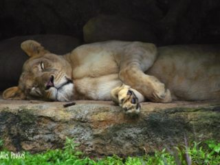 Lvice v ZOO Singapur