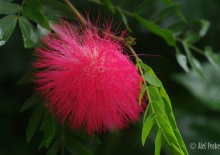 Kvetina Albizia julibrissin