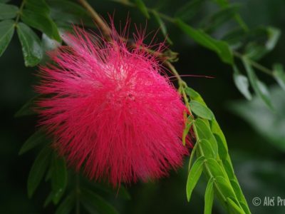 Kvetina Albizia julibrissin
