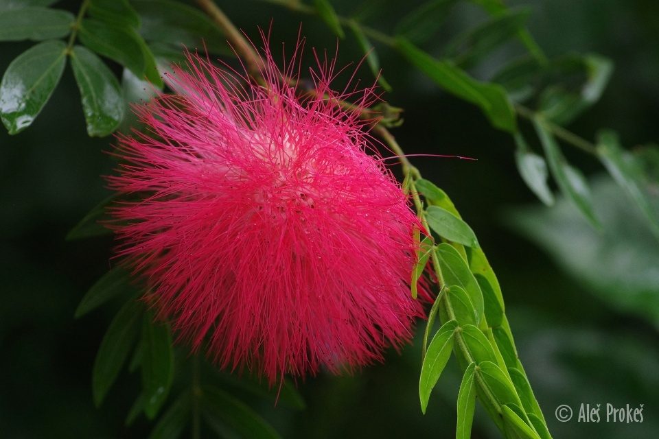 Kvetina Albizia julibrissin