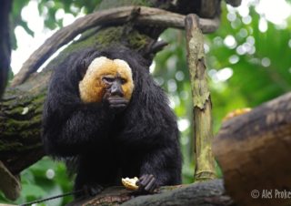 Chvostan bělohlavý (Saki monkey)