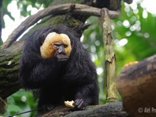 Chvostan bělohlavý (Saki monkey)