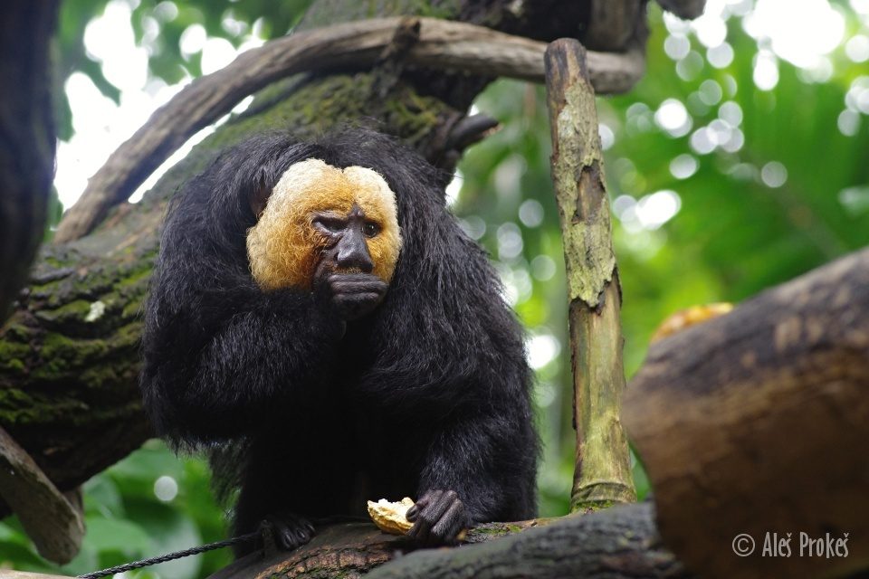Chvostan bělohlavý (Saki monkey)
