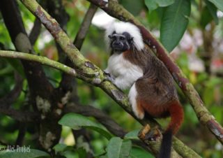 Opice tamarin