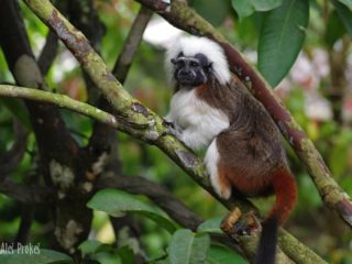 Opice tamarin