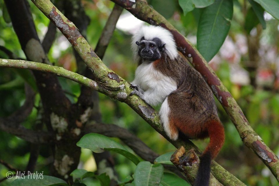 Opice tamarin