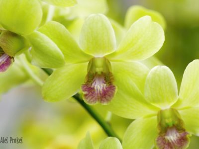 Volně rostoucí orchidej