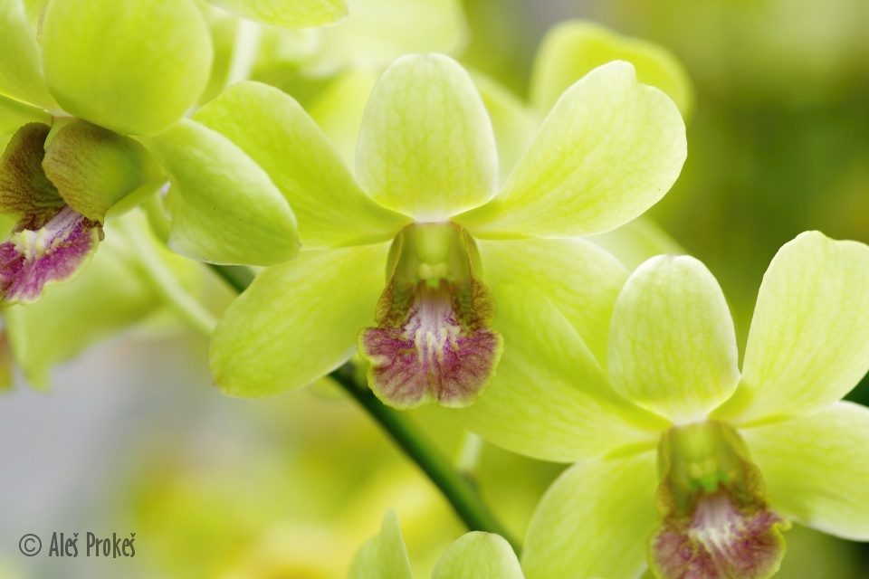 Volně rostoucí orchidej