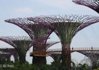 Super stromy v Gardens by the Bay
