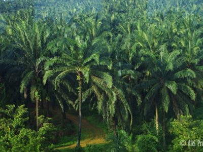 Typická krajina jižně od Kuala Lumpuru