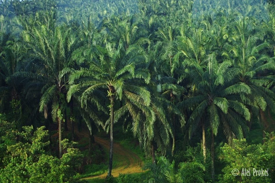 Typická krajina jižně od Kuala Lumpuru
