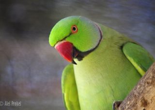 Ptačí ZOO, Bird park v Kuala Lumpuru