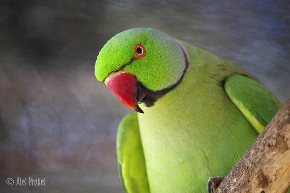 Ptačí ZOO, Bird park v Kuala Lumpuru