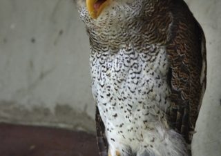 Výr malajský, ptačí ZOO v Kuala Lumpuru