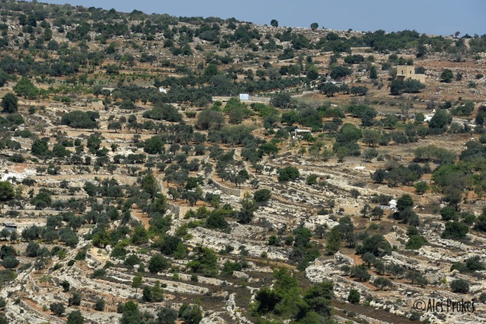 Krajina v Palestině (U Betléma)
