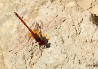 Vážka Trithemis arteriosa, Izrael