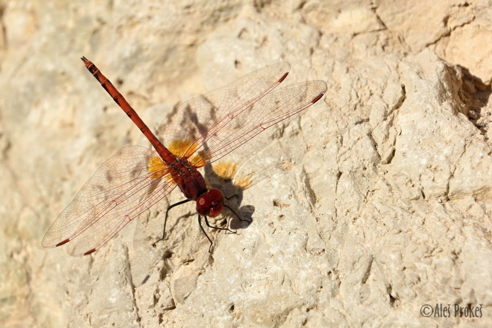 Vážka Trithemis arteriosa, Izrael