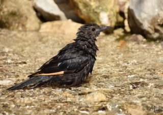 Koupající se špaček Tristramův (Onychognathus tristramii), Ejn-Gedi