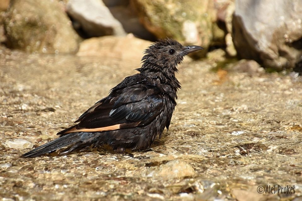 Koupající se špaček Tristramův (Onychognathus tristramii), Ejn-Gedi