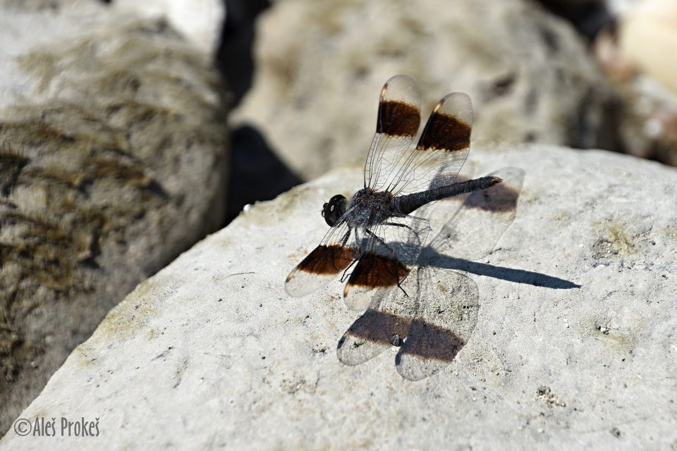 Vážka Brachythemis fuscopalliata, Izrael