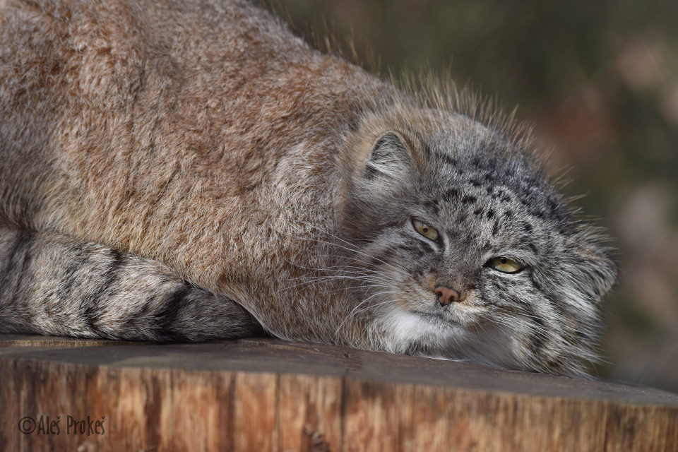 Manul (Otocolobus manul) ZOO Brno