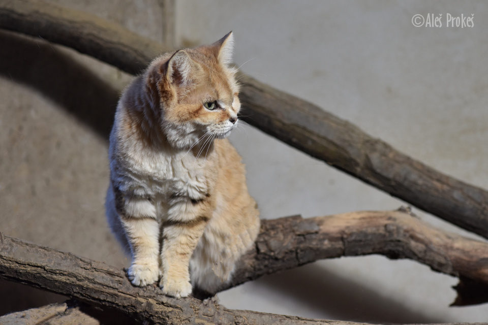 Kočka pouštní, ZOO Brno