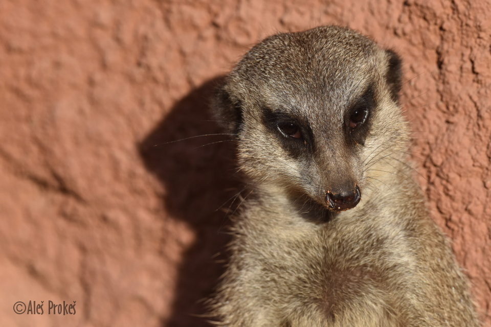 Surikata (Suricata suricatta), ZOO Brno