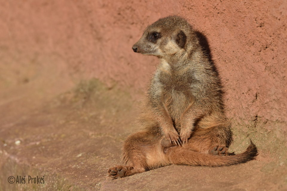 Surikata (Suricata suricatta), ZOO Brno