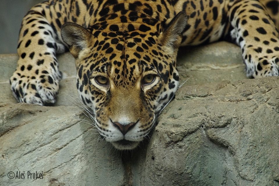 Jaguár americký, ZOO Olomouc