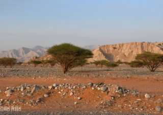 Krajina u Ras ak Khaimah s typickou akácií zkroucenou (Acacia tortilis, Umbrella Thorn)