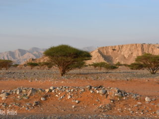 Krajina u Ras ak Khaimah s typickou akácií zkroucenou (Acacia tortilis, Umbrella Thorn)
