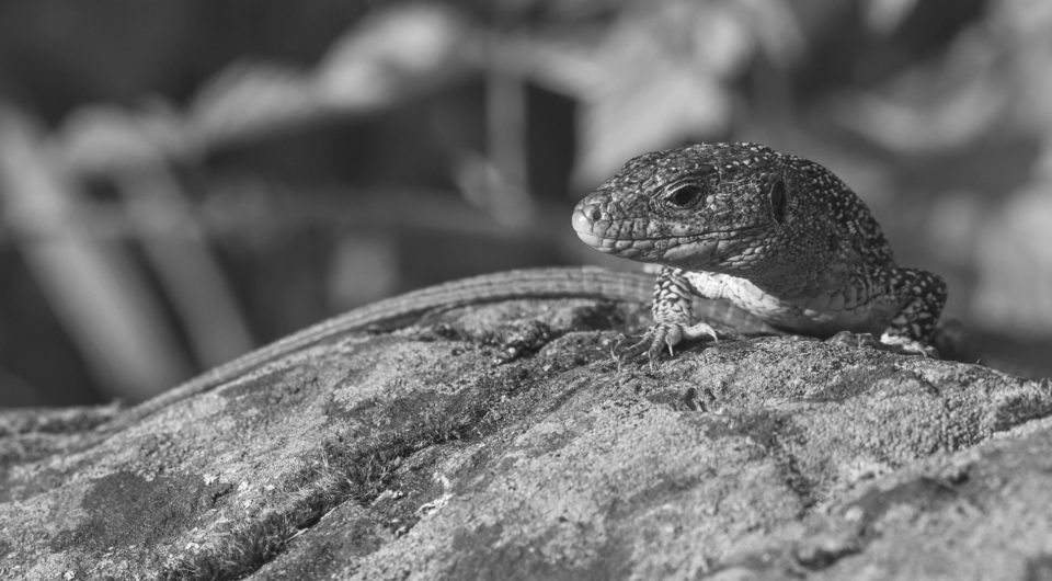 Jesterka_BW