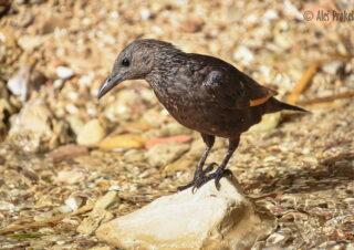 Špaček Tristramův (Onychognathus tristramii), Ejn-Gedi, Izrael