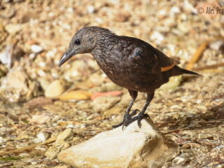 Špaček Tristramův (Onychognathus tristramii), Ejn-Gedi, Izrael