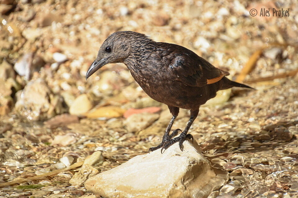 Špaček Tristramův (Onychognathus tristramii), Ejn-Gedi, Izrael
