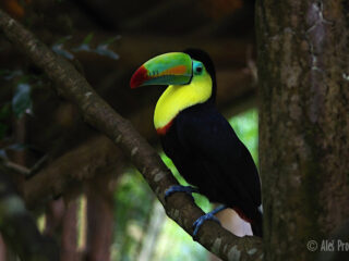 Tukan krátkozobý, Kostarika