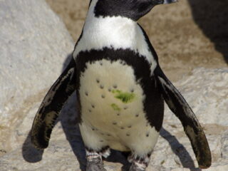 Tučňák Humboldtův, mini ZOO Santander, Španělsko