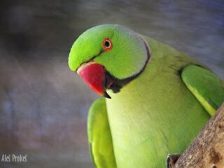 Alexandr malý (Psittacula krameri), ZOO Singapur