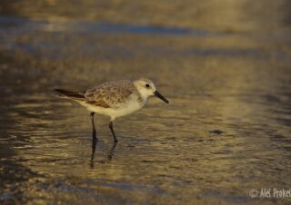 Jespák malý (Calidris minuta), Santander, Španělsko