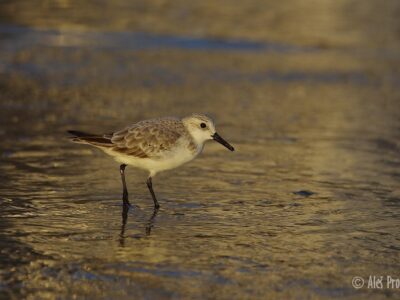 Jespák malý (Calidris minuta), Santander, Španělsko