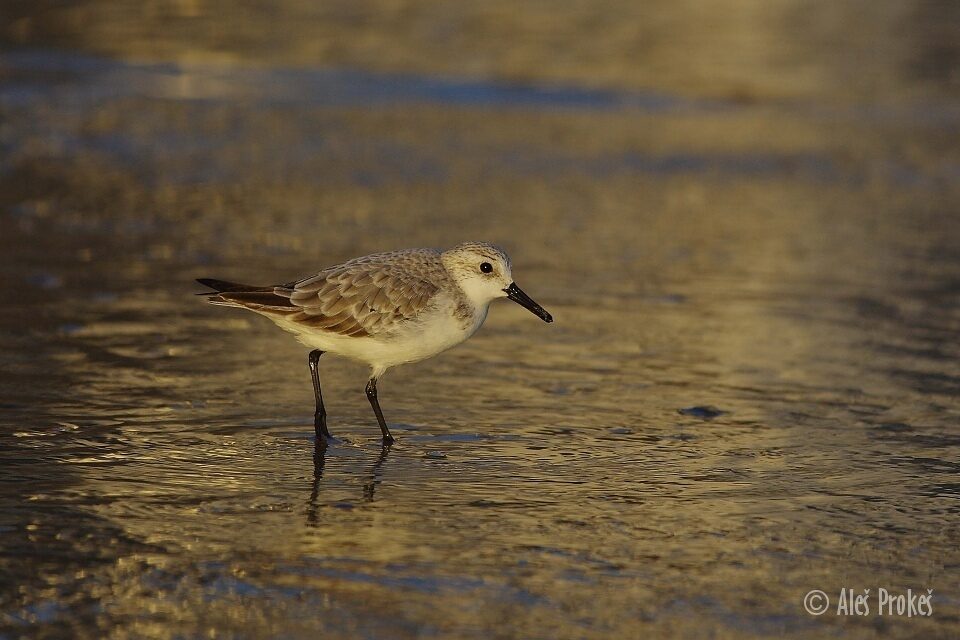 Jespák malý (Calidris minuta), Santander, Španělsko