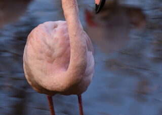Plameňák růžový, ZOO Brno